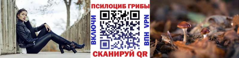 дарнет шоп  Горно-Алтайск  Псилоцибиновые грибы MAGIC MUSHROOMS 